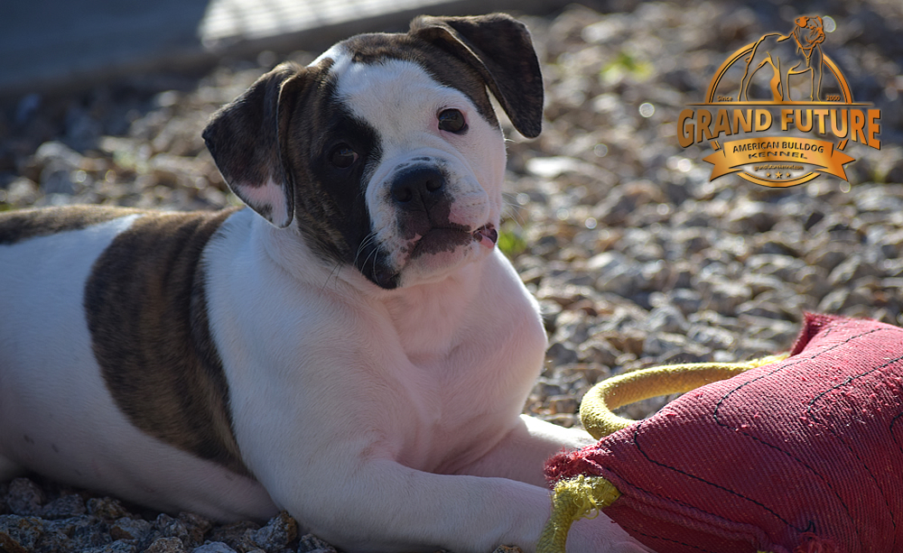 American Bulldog - GRAND FUTURE HAPPY