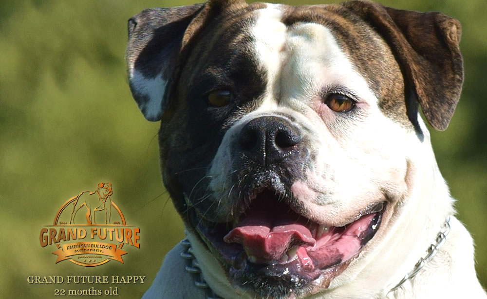 American Bulldog - Grand Future Happy