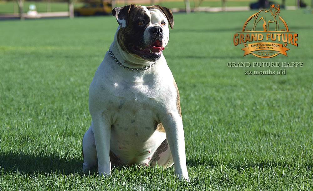 American Bulldog - Grand Future Happy