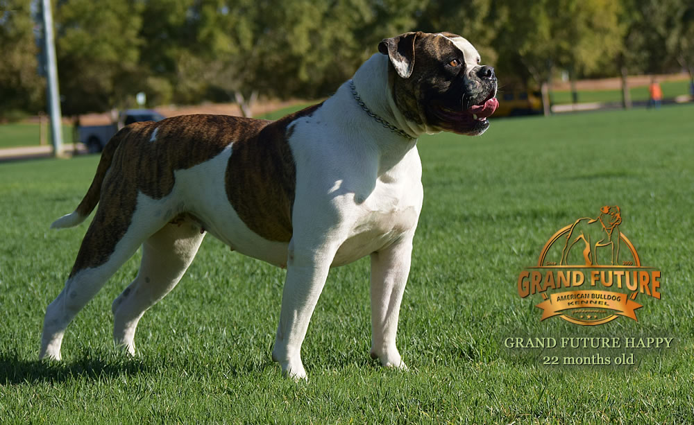 American Bulldog - Grand Future Happy