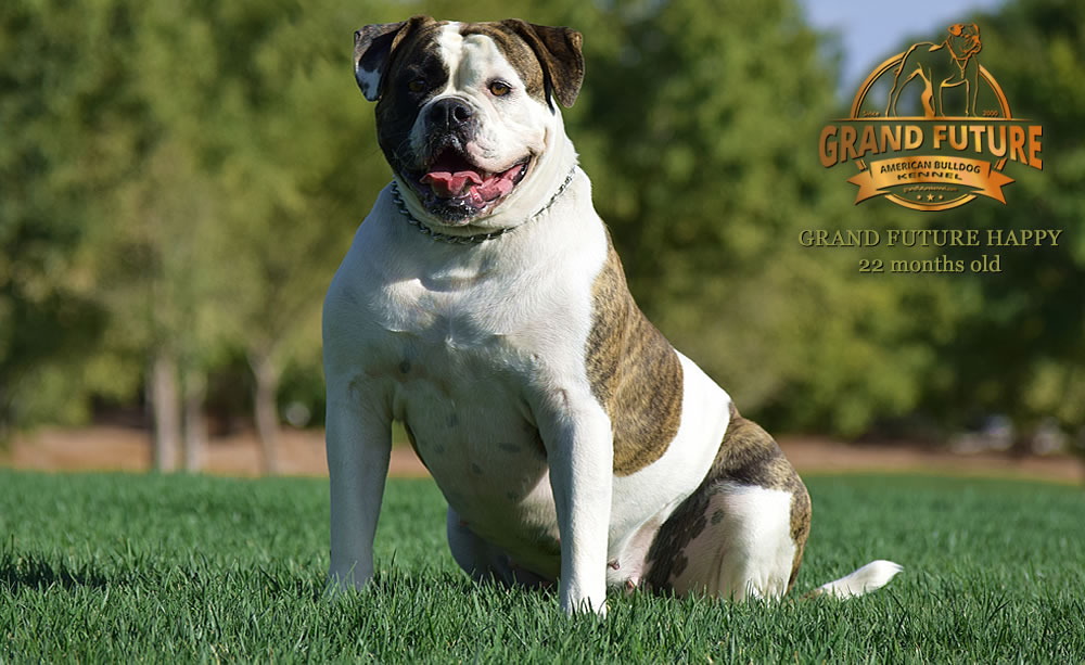 American Bulldog - Grand Future Happy