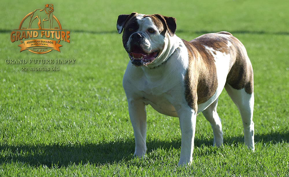 American Bulldog - Grand Future Happy