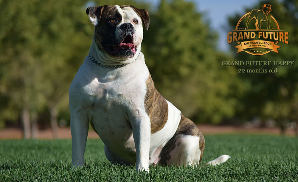 American Bulldog - Grand Future Happy