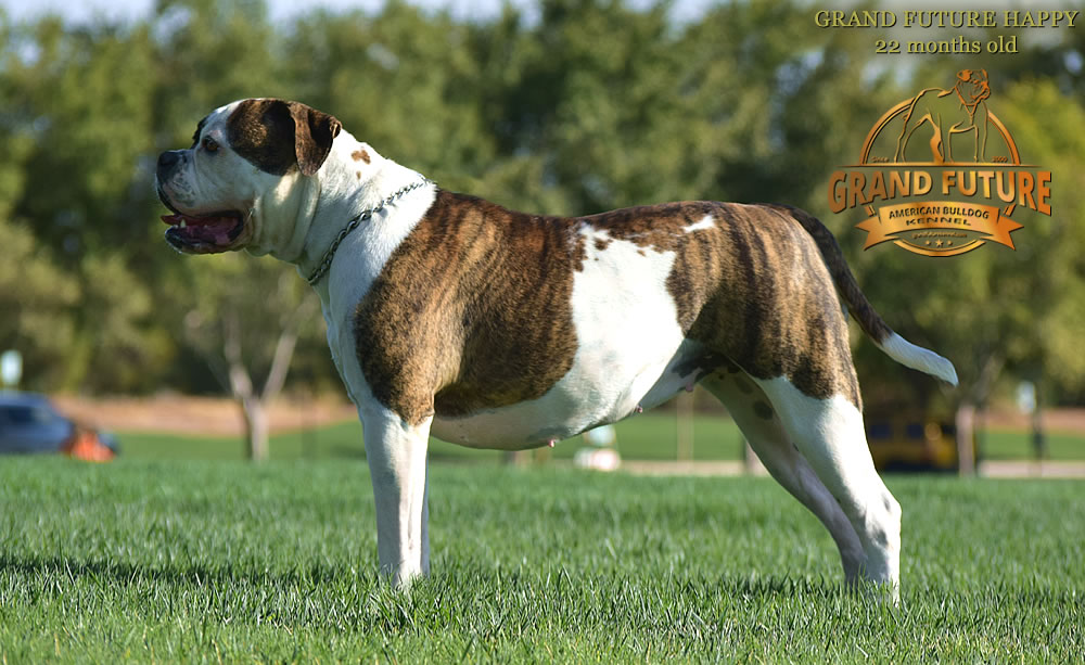 American Bulldog - Grand Future Happy