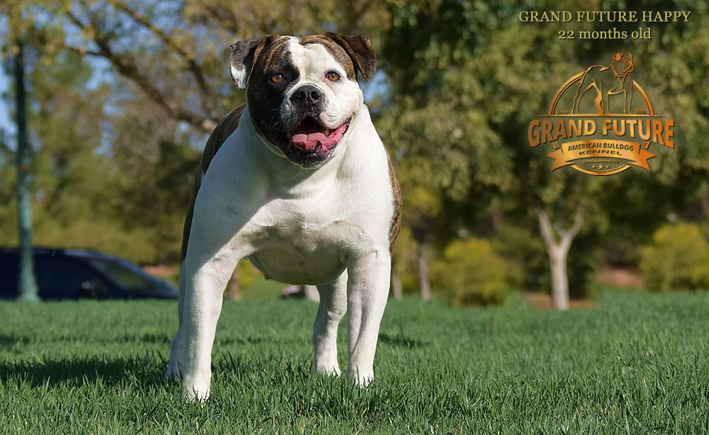 American Bulldog - Grand Future Happy