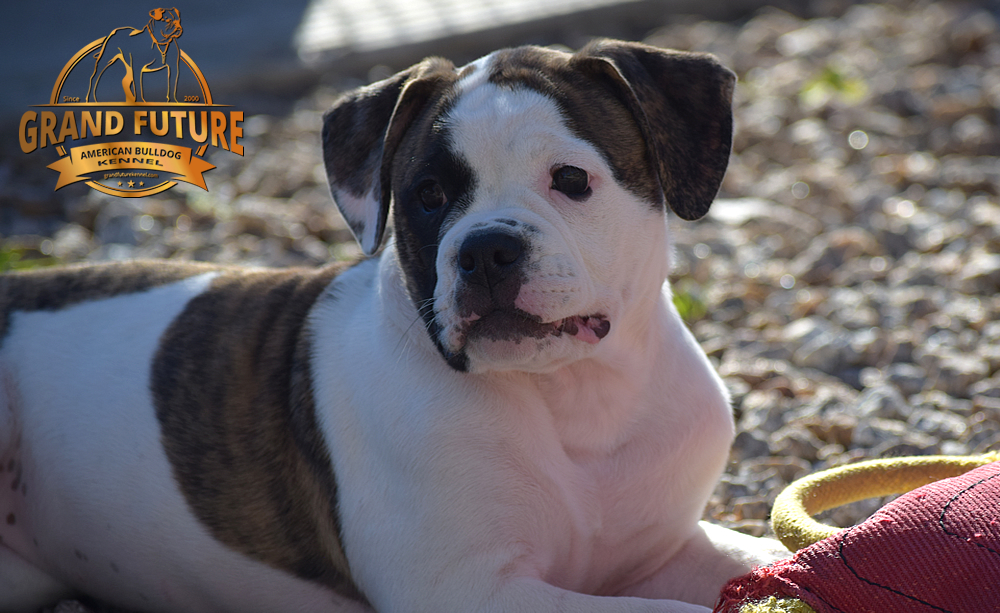 American Bulldog - GRAND FUTURE HAPPY