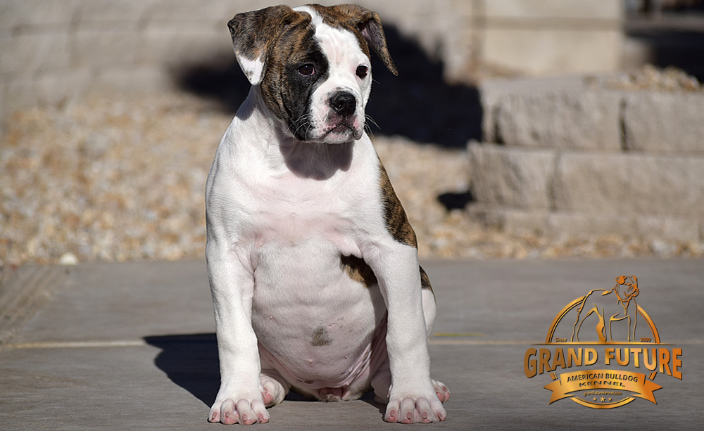 American Bulldog - GRAND FUTURE HAPPY