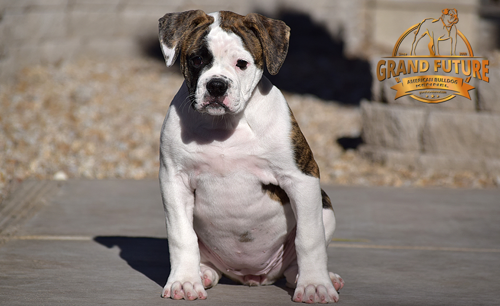 American Bulldog - GRAND FUTURE HAPPY