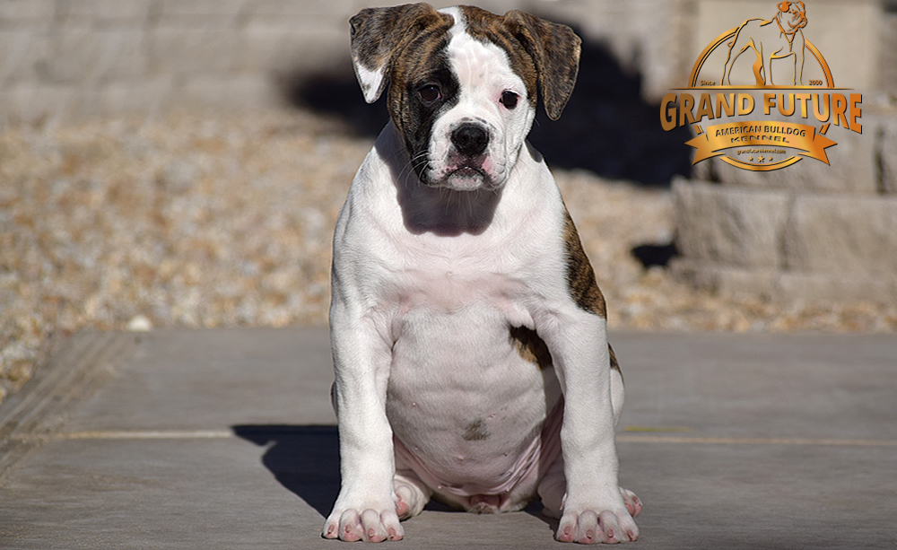 American Bulldog - GRAND FUTURE HAPPY