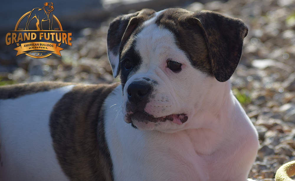 American Bulldog - GRAND FUTURE HAPPY