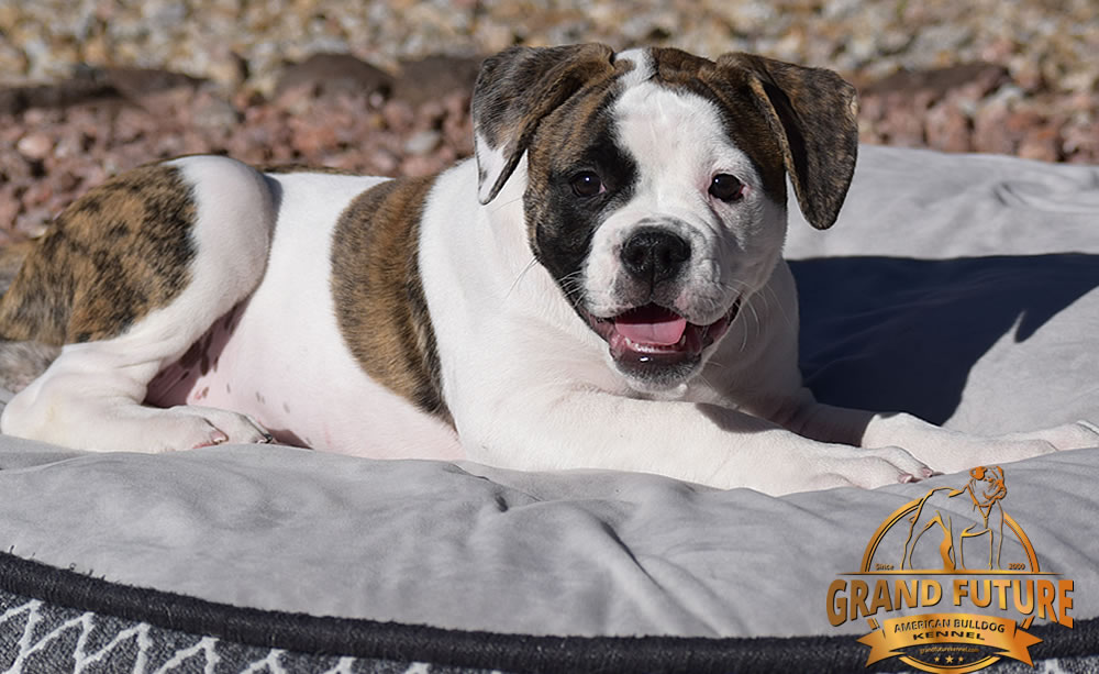 American Bulldog - GRAND FUTURE HAPPY