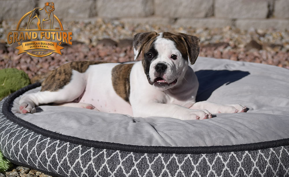 American Bulldog - GRAND FUTURE HAPPY