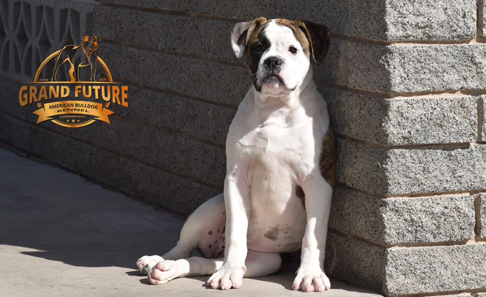 American Bulldog - GRAND FUTURE HAPPY