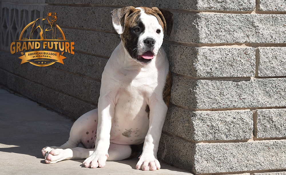 American Bulldog - GRAND FUTURE HAPPY