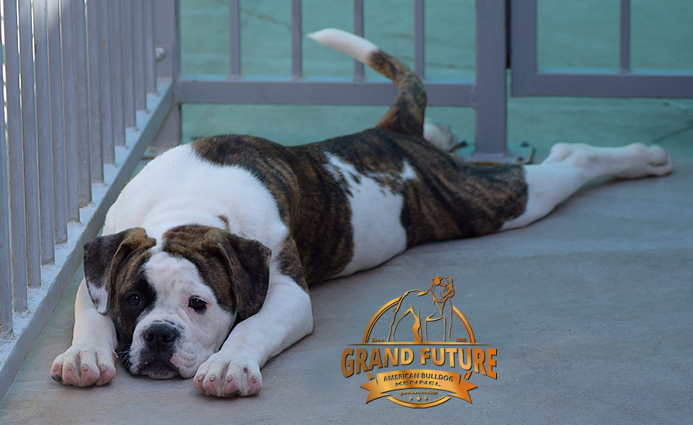 American Bulldog - GRAND FUTURE HAPPY