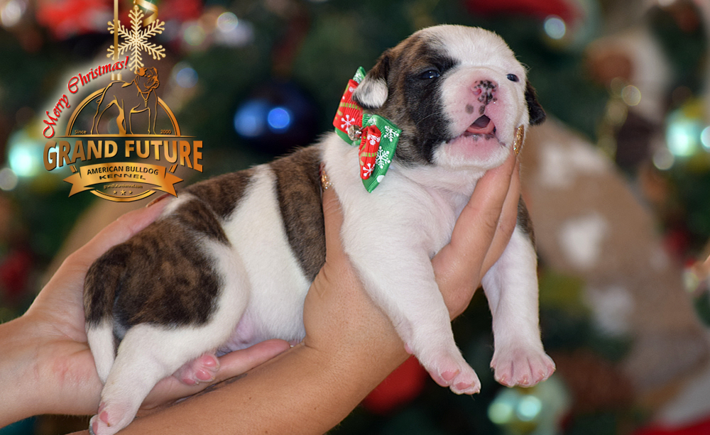 American Bulldog - GRAND FUTURE HAPPY