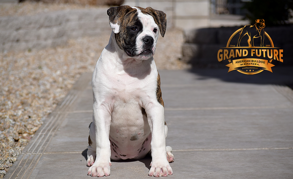 American Bulldog - GRAND FUTURE HAPPY