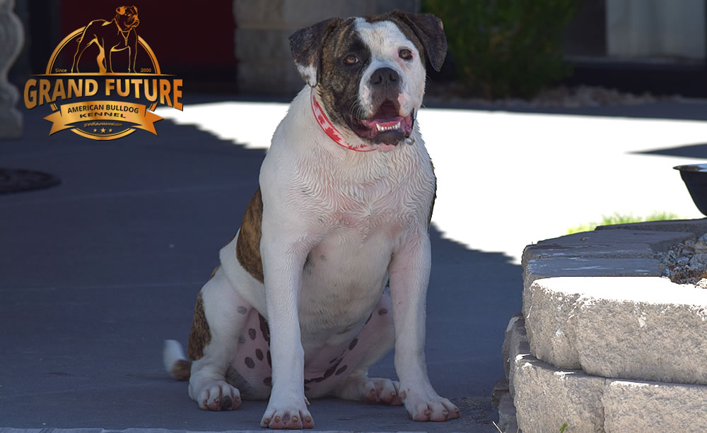 American Bulldog - GRAND FUTURE HAPPY