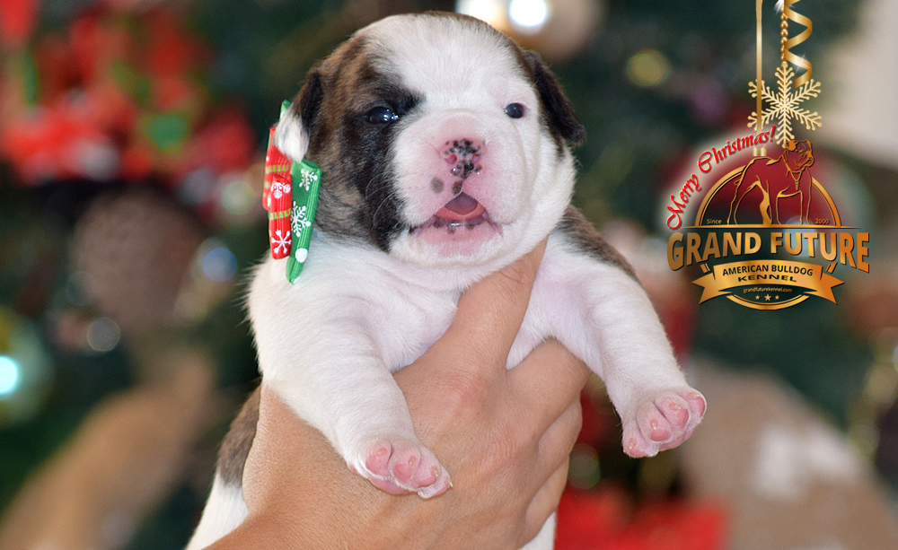 American Bulldog - GRAND FUTURE HAPPY