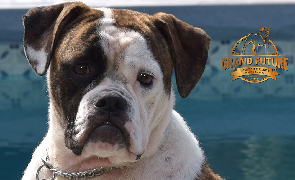 American Bulldog - GRAND FUTURE HAPPY