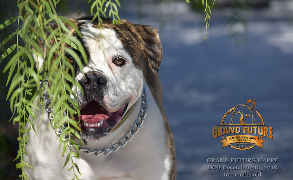 American Bulldog - GRAND FUTURE HAPPY