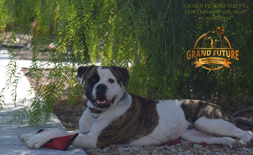 American Bulldog - GRAND FUTURE HAPPY