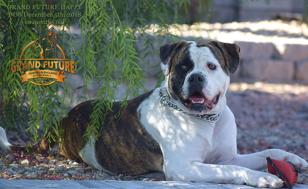 American Bulldog - GRAND FUTURE HAPPY