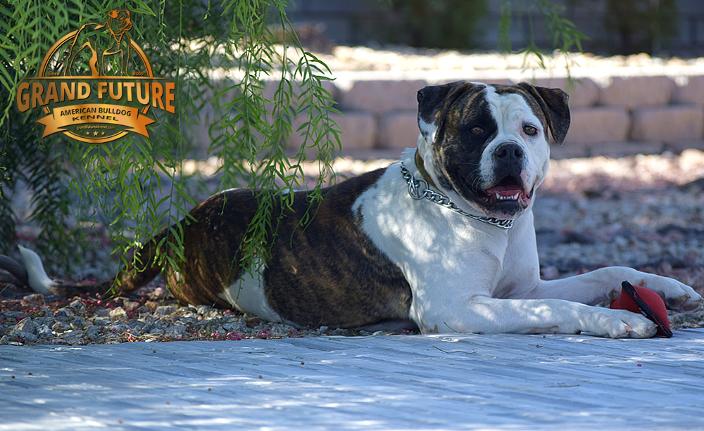 American Bulldog - GRAND FUTURE HAPPY