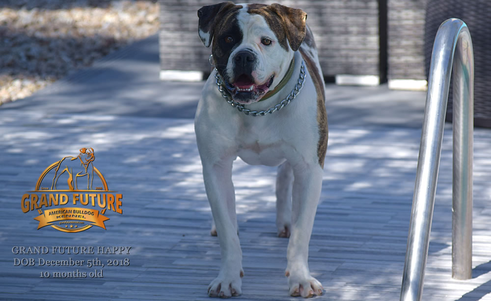 American Bulldog - GRAND FUTURE HAPPY