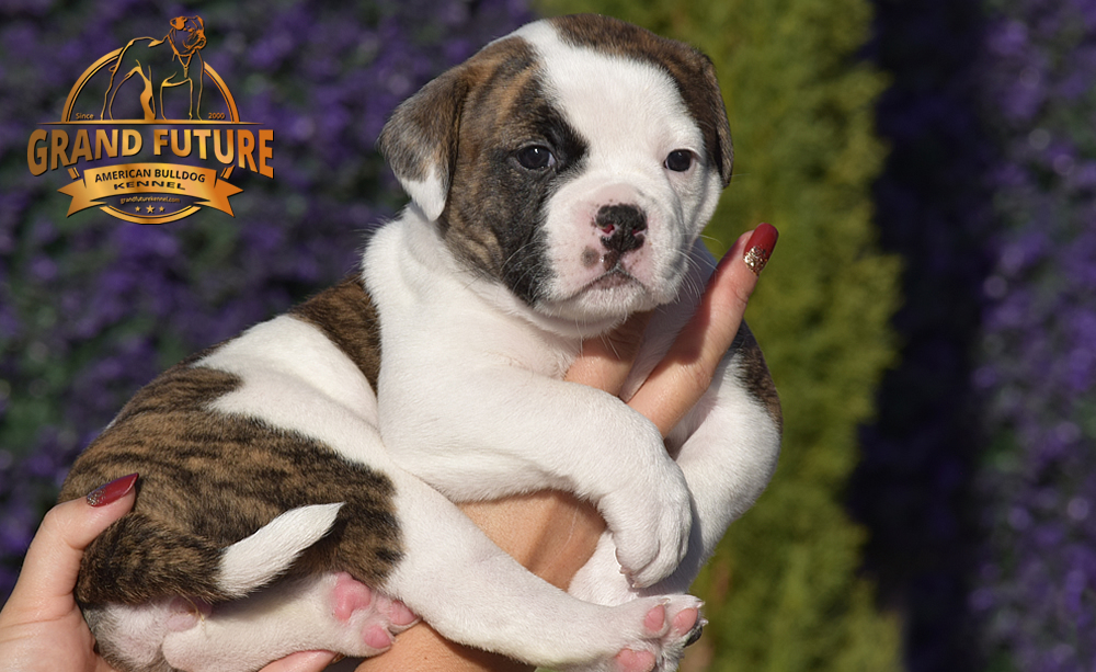 American Bulldog - GRAND FUTURE HAPPY