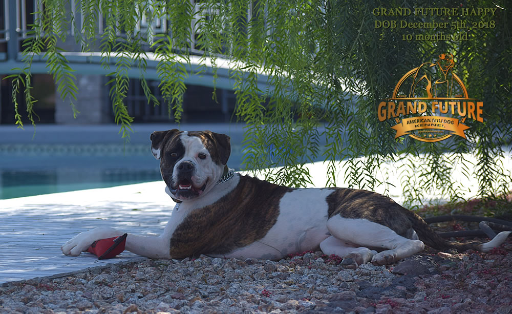 American Bulldog - GRAND FUTURE HAPPY