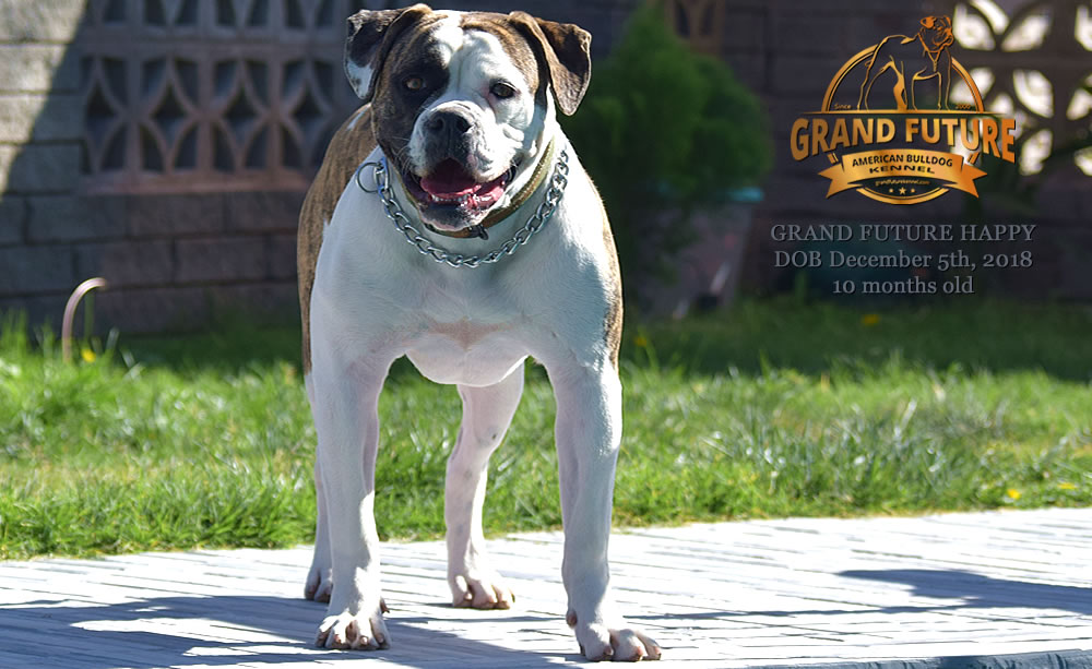 American Bulldog - GRAND FUTURE HAPPY