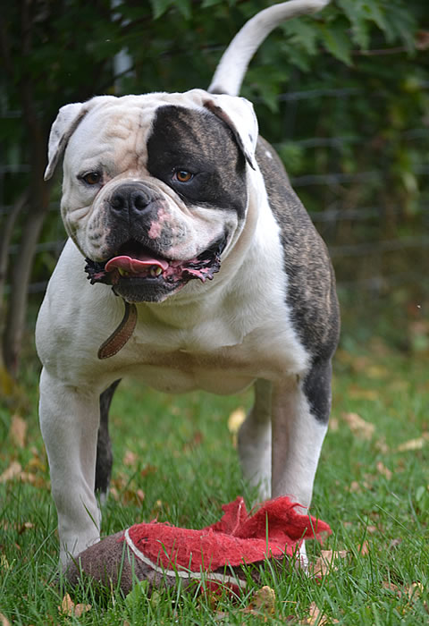 American Bulldog - Grand Future Sheriff