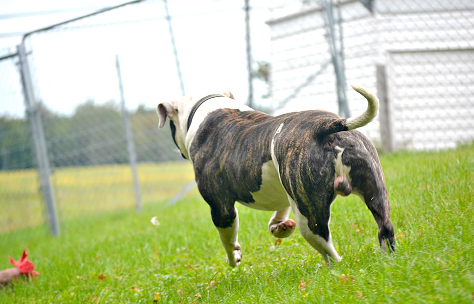 American Bulldog - Grand Future Sheriff