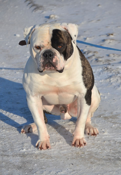 American Bulldog - Grand Future Sheriff