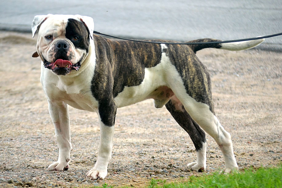 American Bulldog - Grand Future Sheriff