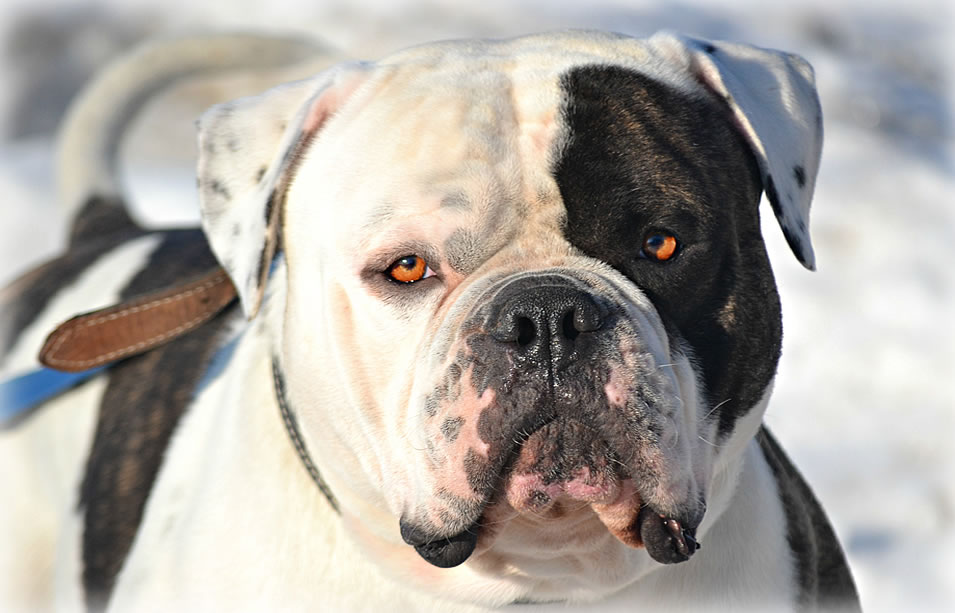 American Bulldog - Grand Future Sheriff