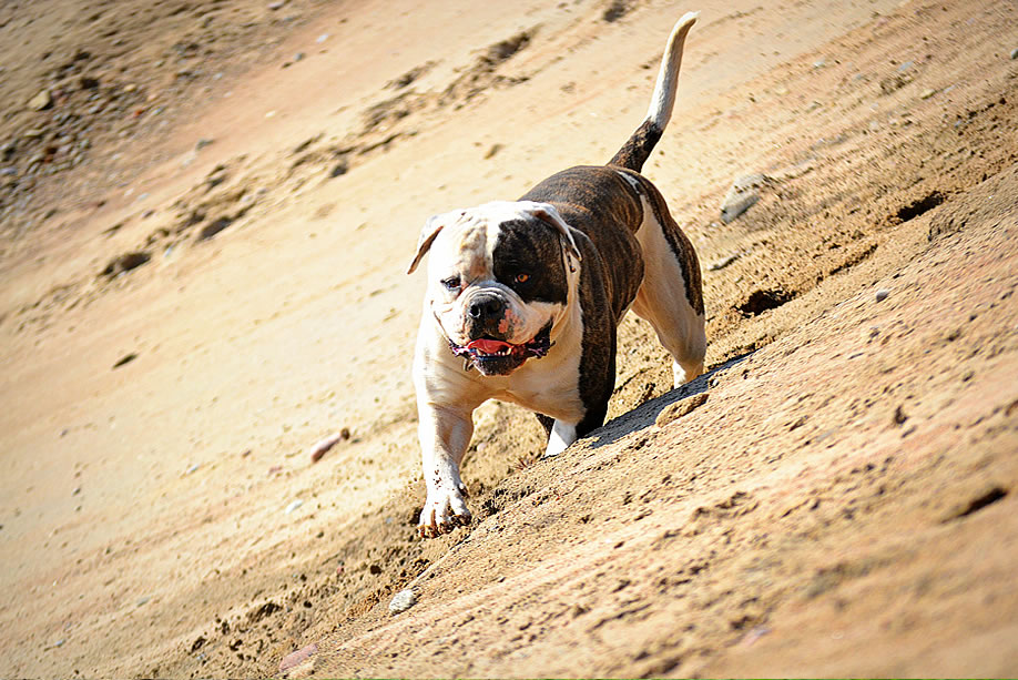 American Bulldog - Grand Future Sheriff