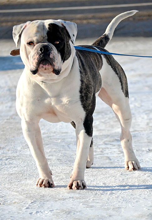 American Bulldog - Grand Future Sheriff