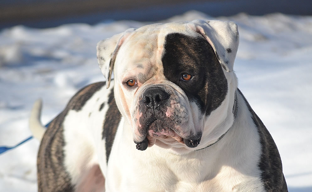 American Bulldog - Grand Future Sheriff