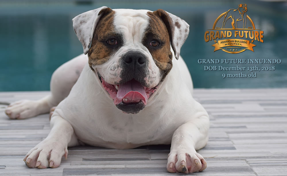 American Bulldog - GRAND FUTURE INNUENDO