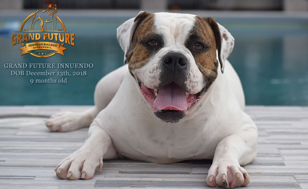 American Bulldog - GRAND FUTURE INNUENDO