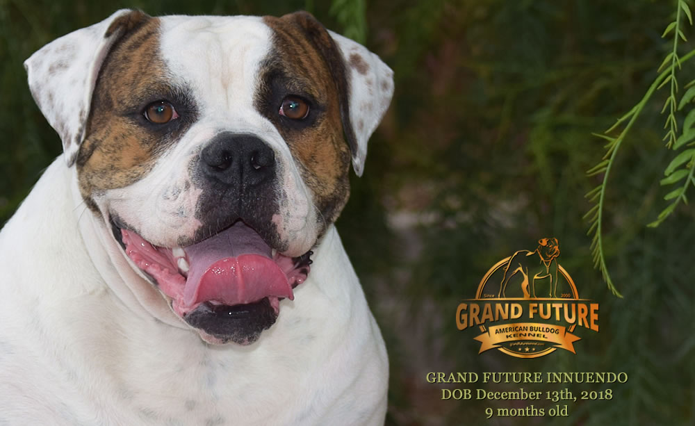 American Bulldog - GRAND FUTURE INNUENDO