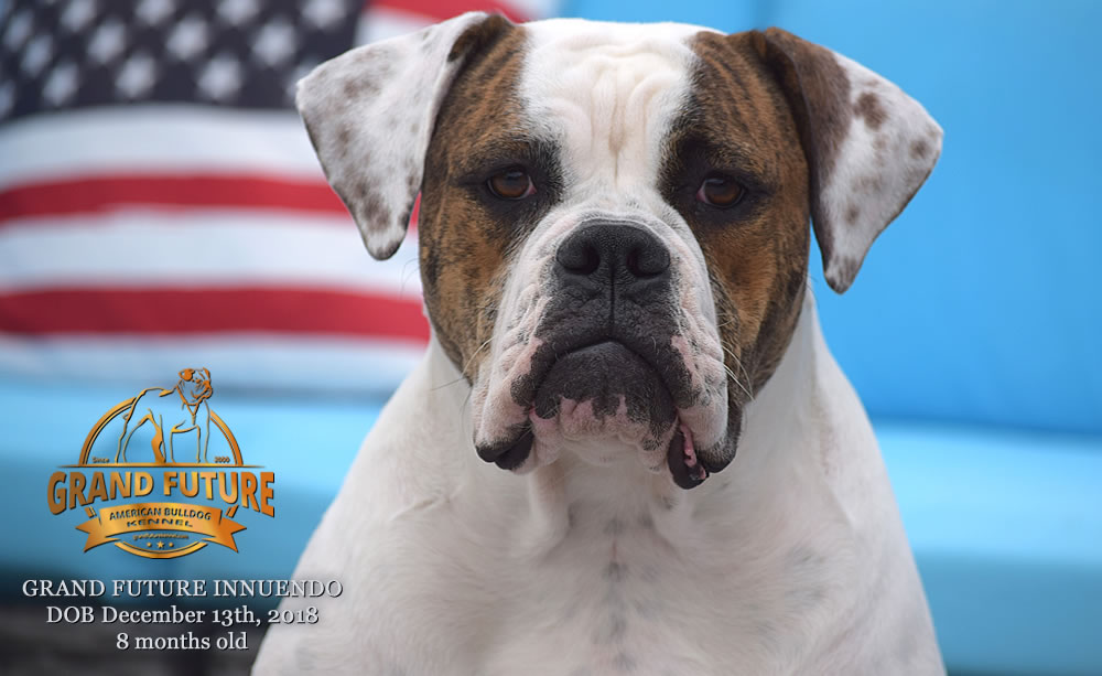 American Bulldog - GRAND FUTURE INNUENDO