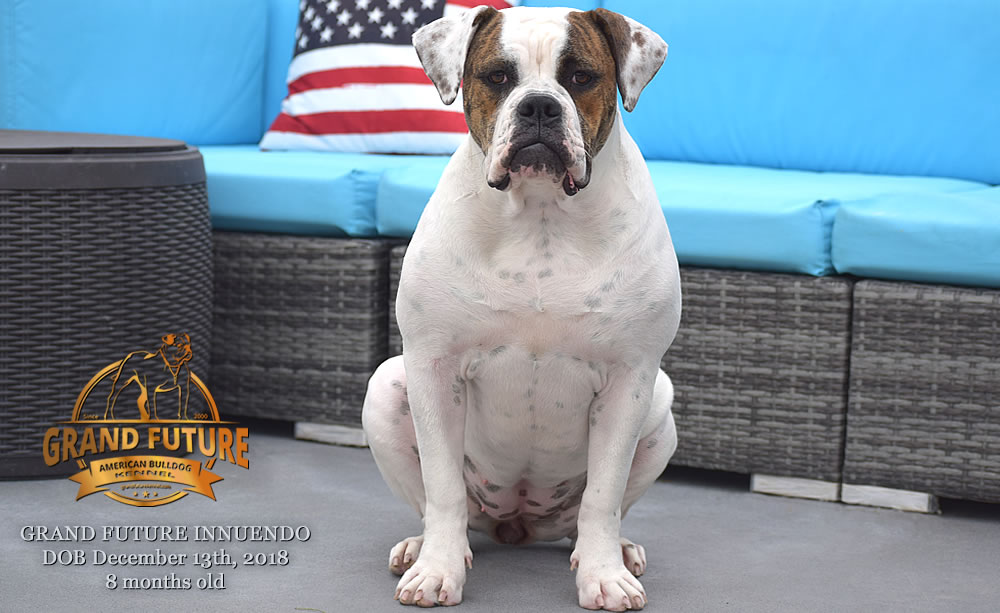 American Bulldog - GRAND FUTURE INNUENDO