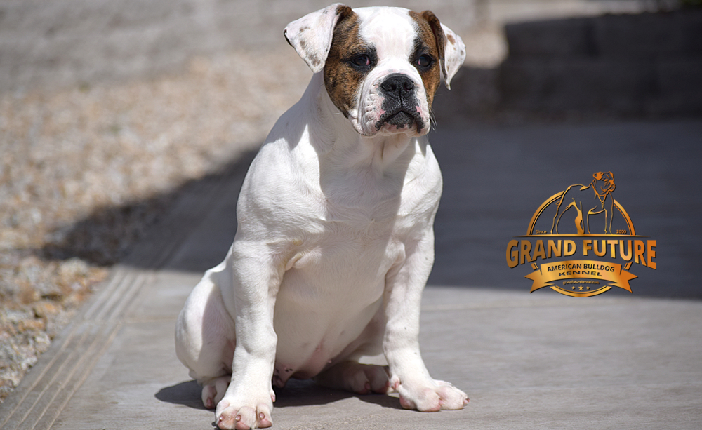 American Bulldog - GRAND FUTURE INNUENDO