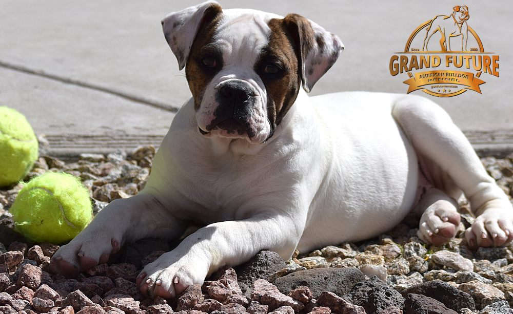 American Bulldog - GRAND FUTURE INNUENDO