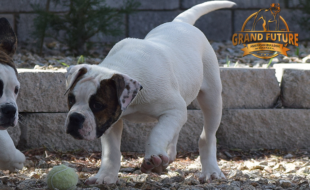 American Bulldog - GRAND FUTURE INNUENDO