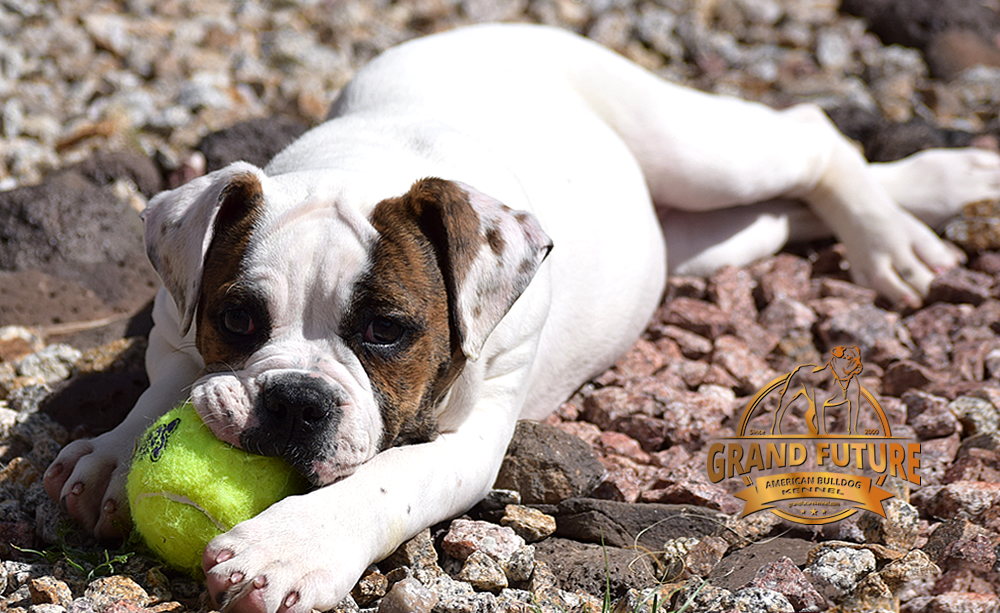 American Bulldog - GRAND FUTURE INNUENDO