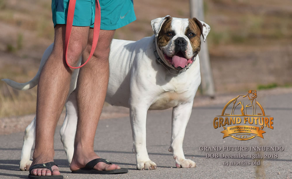 American Bulldog - GRAND FUTURE INNUENDO